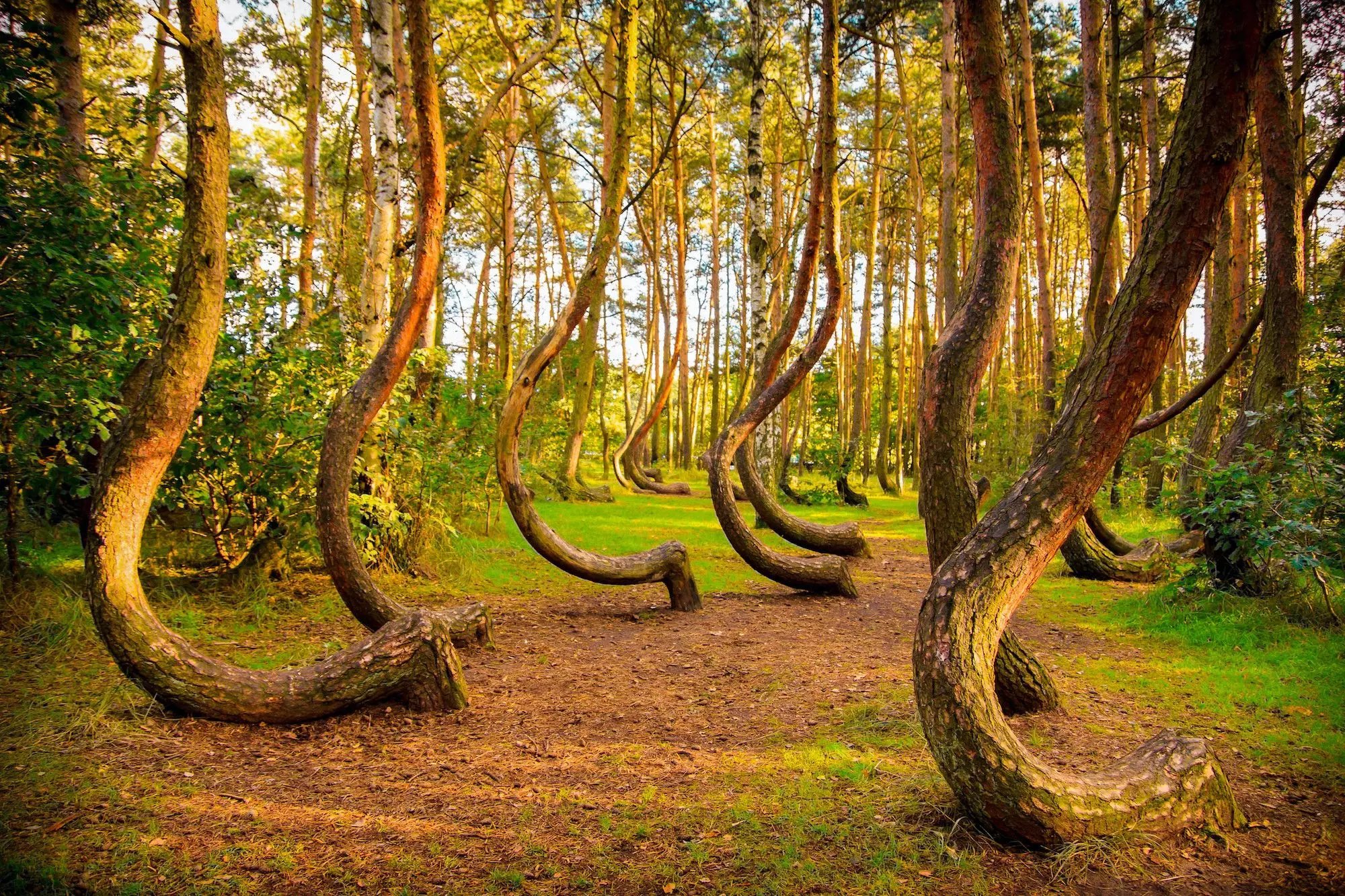 Az 5 legkülönlegesebb erdő Európában