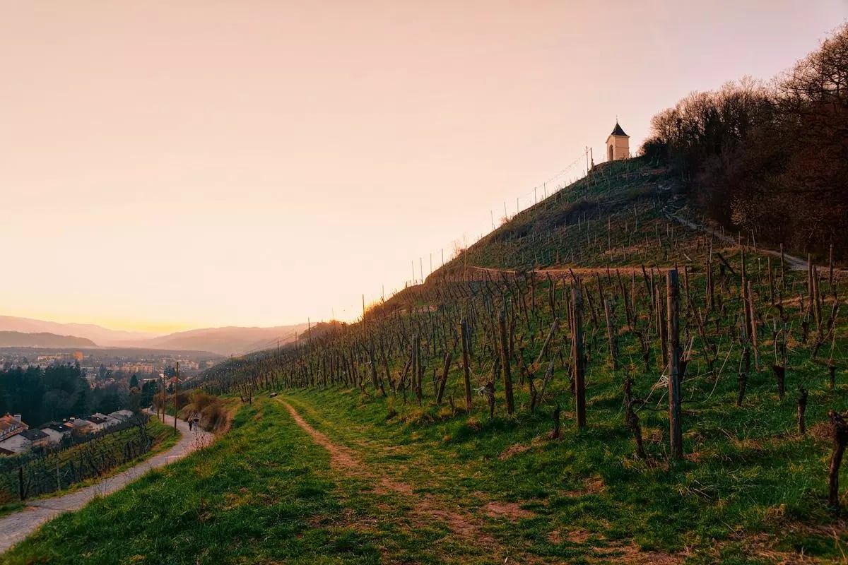 Die Pyramide von Maribor mit Weinreben bedeckt