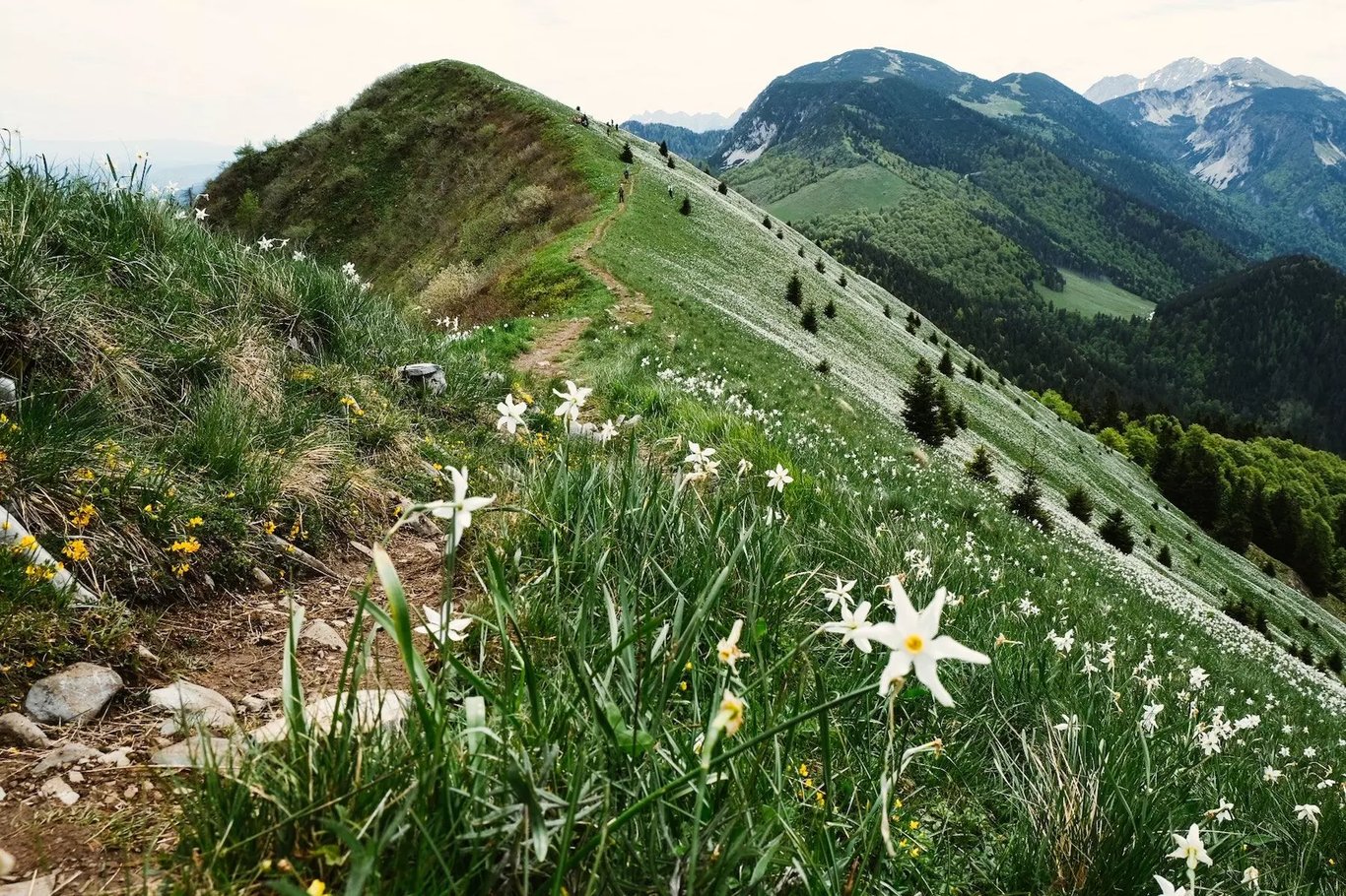Golica (1,836 m) Slovenia Guide - Home of The Endless Daffodils