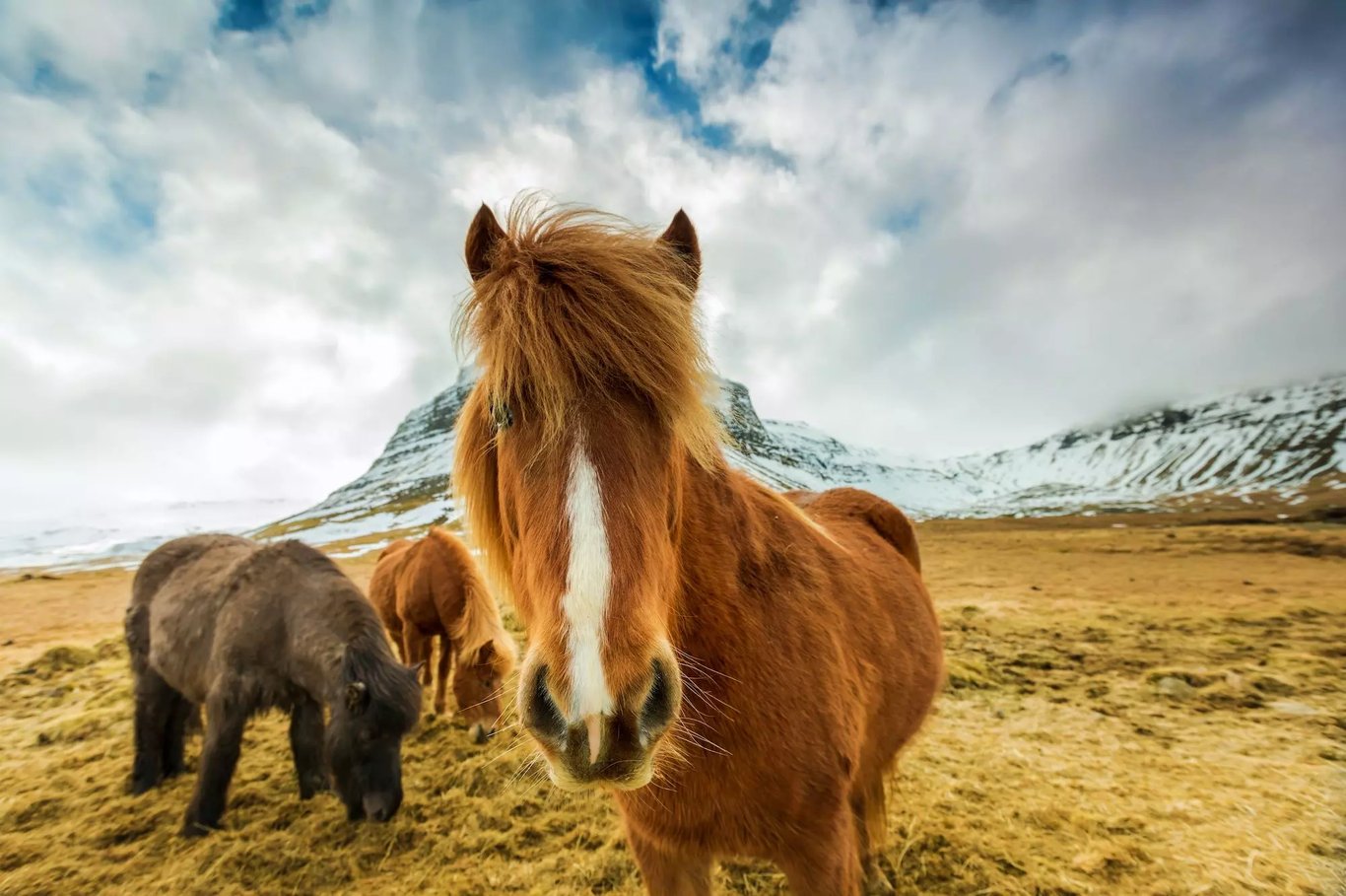 Izland - Top 9 izlandi állat, amit nem hagyhatsz ki!