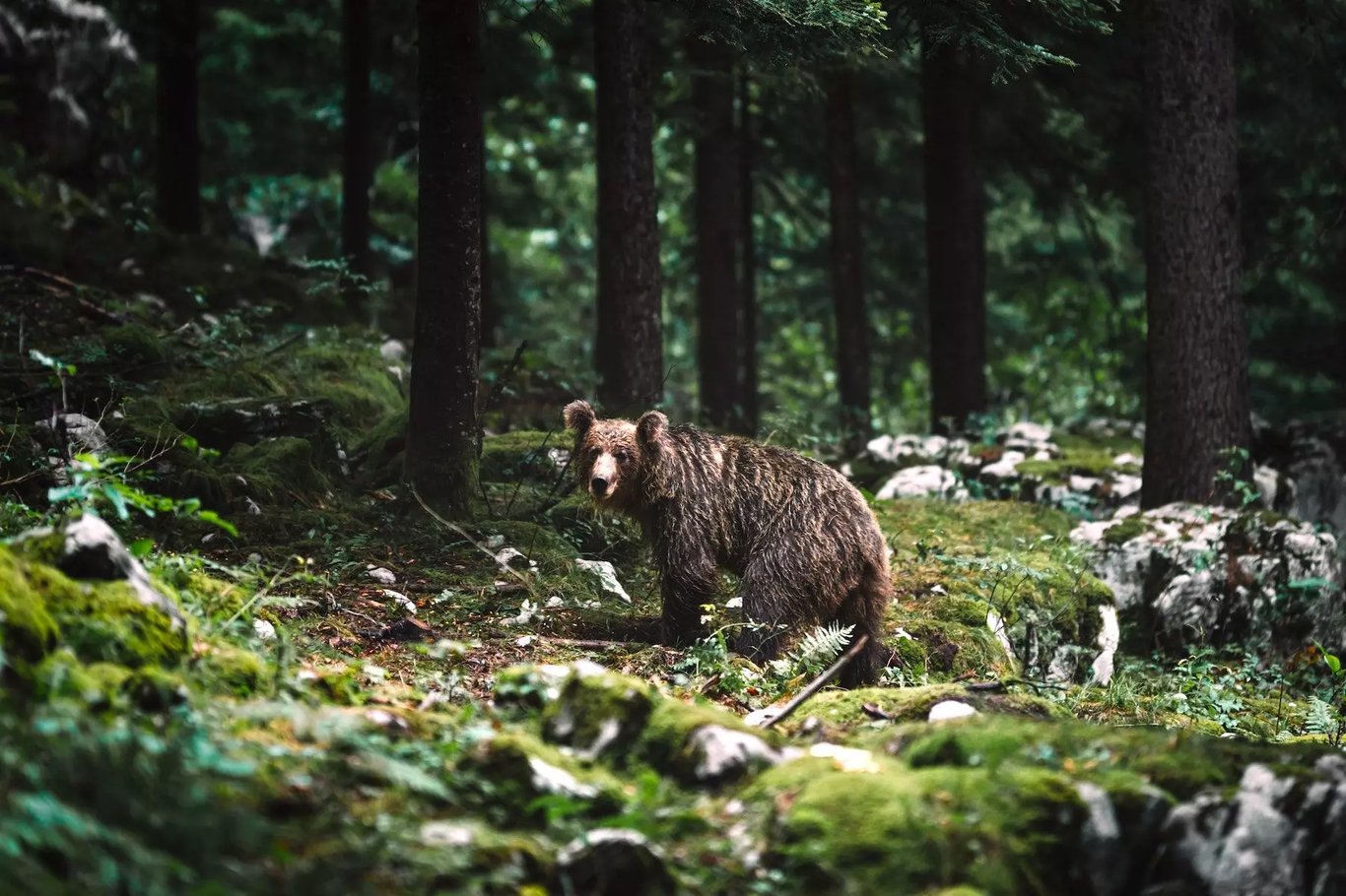 Kocevski Rog fennsík, Szlovénia - A barna medve hazája