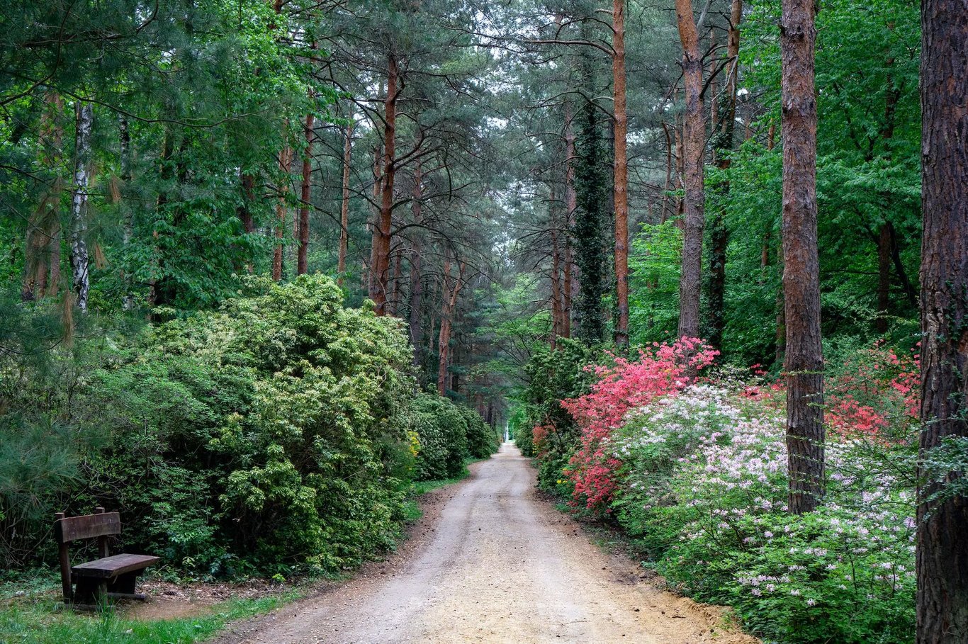 Jeli Arborétum 🌺 - Rododendronok, nyitvatartás, lombkorona tanösvény